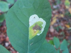 Leucanthiza dircella