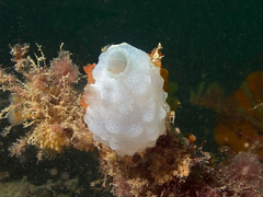 Phallusia mammillata