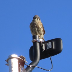 Falco sparverius