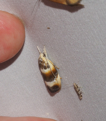 Piloprepes anassa