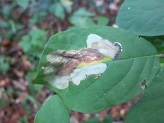 Leucanthiza dircella