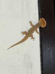 Hemidactylus platyurus