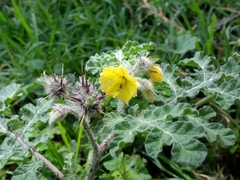 Solanum fructu-tecto