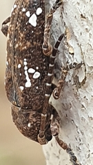 Apomecyna quadrisignata