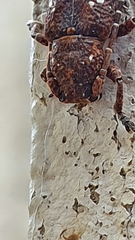 Apomecyna quadrisignata