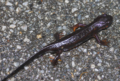 Cynops ensicauda ensicauda