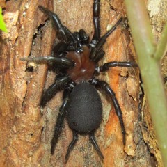 Porrhothele antipodiana