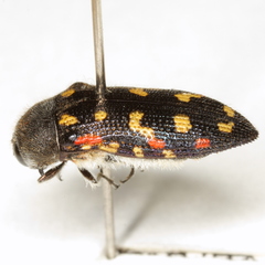 Acmaeodera gibbula
