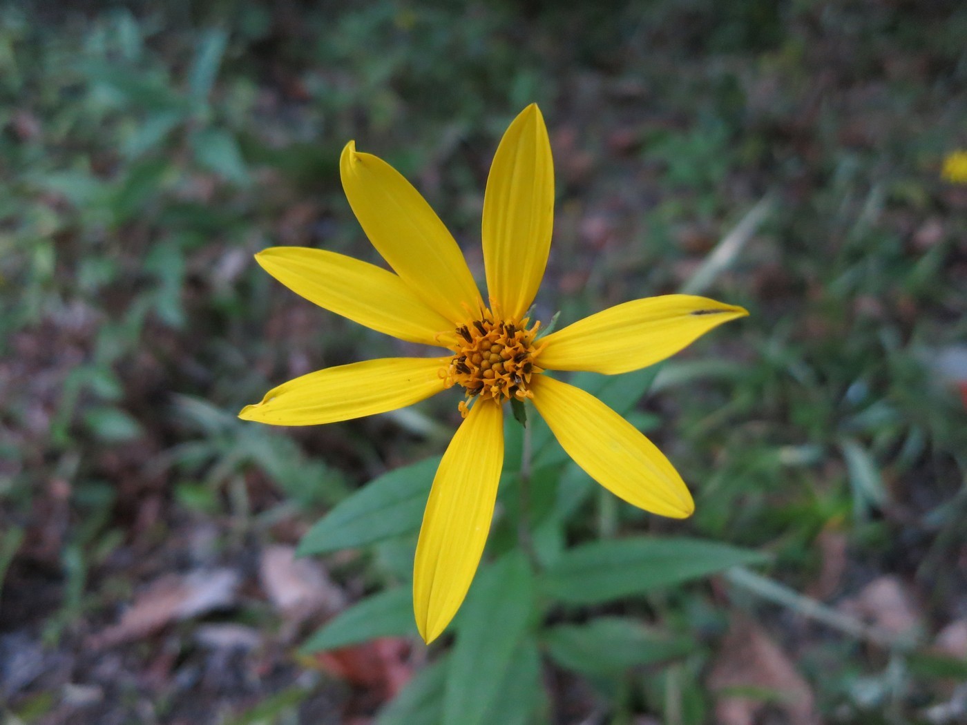 Helianthus eggertii