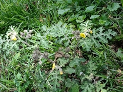 Solanum fructu-tecto