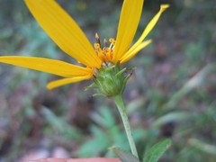 Helianthus eggertii