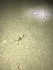 Centruroides vittatus