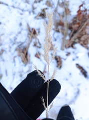 Calamagrostis epigejos