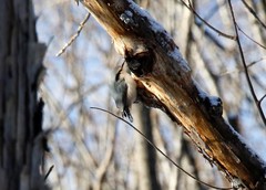 Sitta europaea albifrons