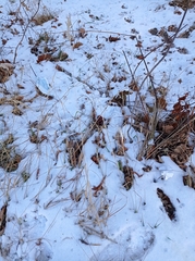 Calamagrostis epigejos