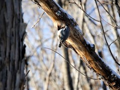 Sitta europaea albifrons