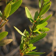 Pimelea axiflora pubescens