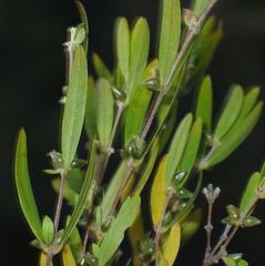 Pimelea axiflora pubescens