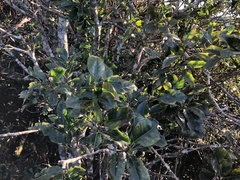 Ilex rarasanensis
