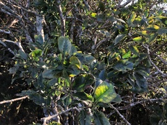 Ilex rarasanensis