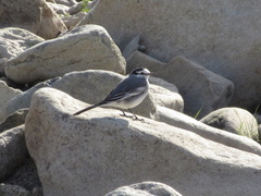 Motacilla alba