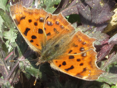 Polygonia c-aureum