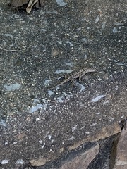 Sceloporus undulatus
