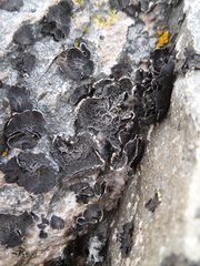 Umbilicaria decussata