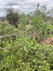 Maerua rosmarinoides