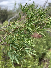Maerua rosmarinoides