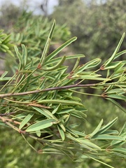 Maerua rosmarinoides