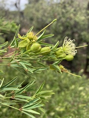 Maerua rosmarinoides