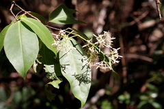Ixora timorensis