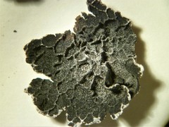 Umbilicaria decussata