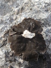 Umbilicaria decussata