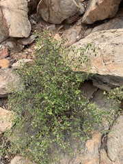 Croton pseudopulchellus