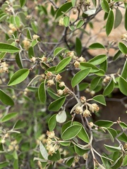 Croton pseudopulchellus
