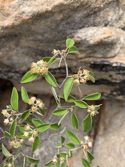 Croton pseudopulchellus