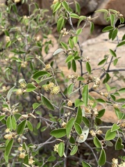 Croton pseudopulchellus