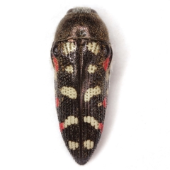 Acmaeodera gibbula