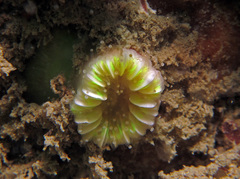 Caryophyllia smithii image