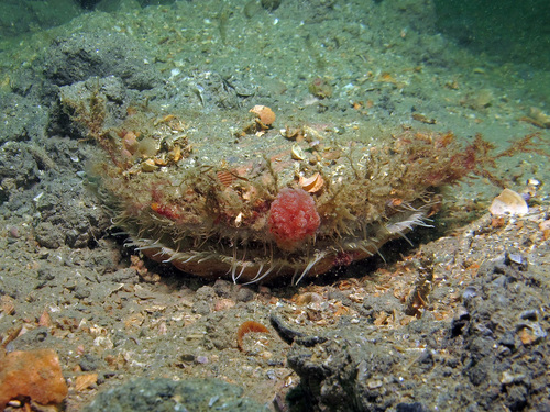 Great Scallop