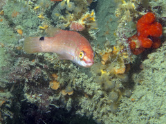 Ctenolabrus rupestris