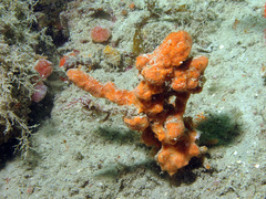 Clathria strepsitoxa