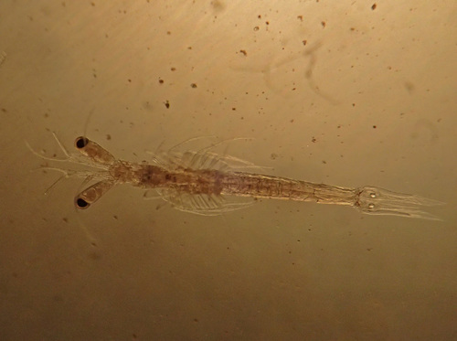 Mesopodopsis