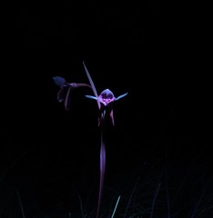 Diuris venosa