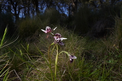 Diuris venosa