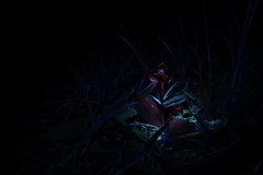 Chiloglottis pluricallata