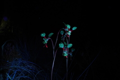 Diuris abbreviata
