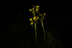 Diuris abbreviata